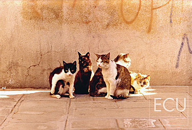 Color photo of a family of cats in the Cannaregio sestiere of Venice, Italy